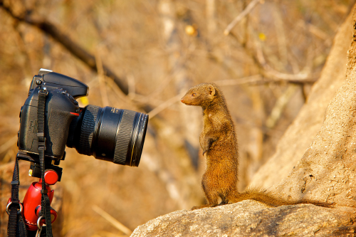 Camera next to dward mongoose